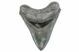 Serrated, Fossil Megalodon Tooth - Beautiful Tooth #283892-1